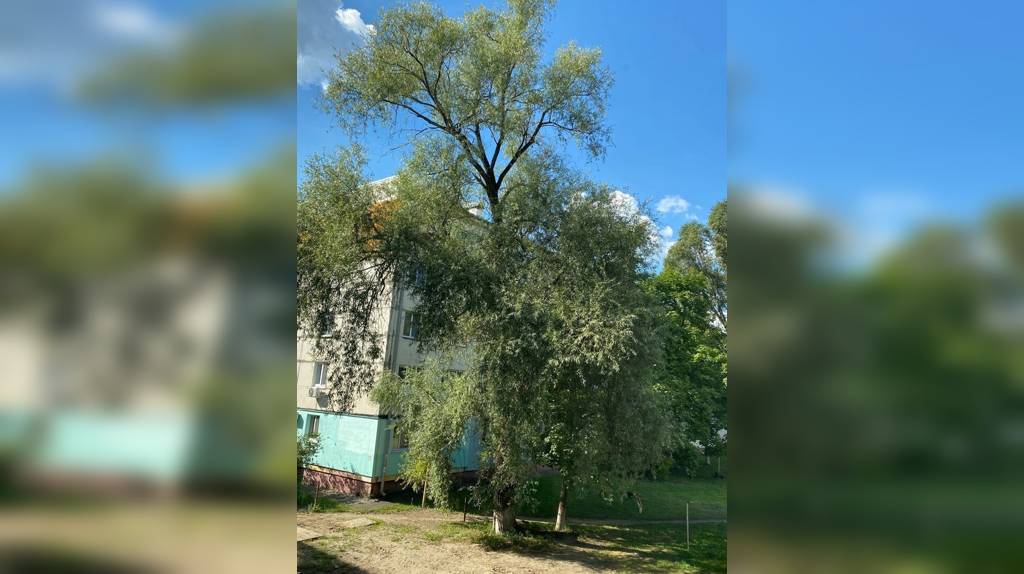 В Брянске на проспекте Московском нависло над тротуаром аварийное дерево