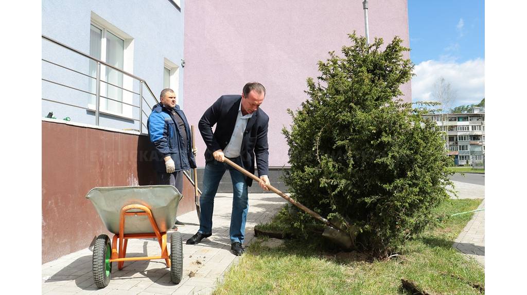 В Брянске в ФОК «Бежица» высадили очередную партию туй и можжевельников