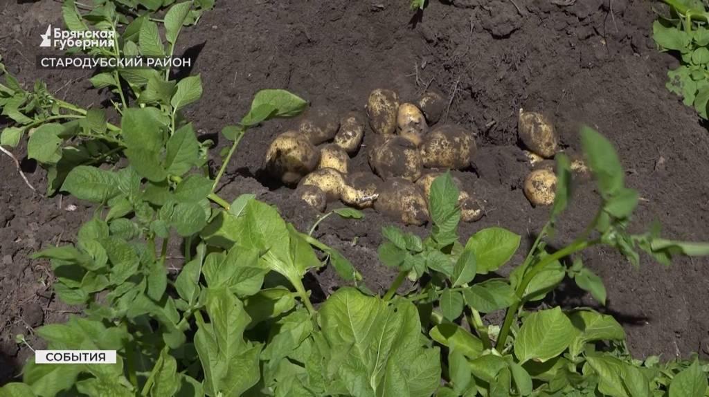 Приморские аграрии узнали секреты высокой урожайности картофеля на Стародубщине