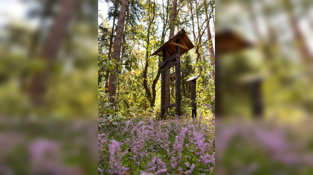 В Брянском заповеднике цветет вереск