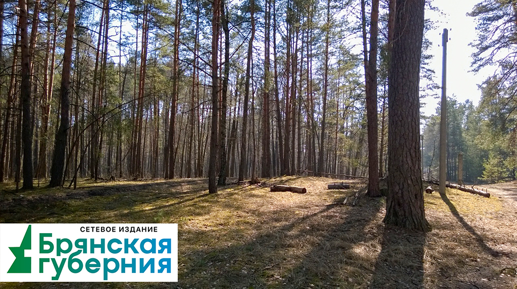 До 11 мая брянцам запретили разводить костры в лесах