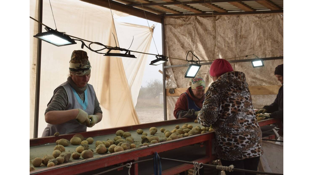 В Климовском районе продолжают убирать картофель