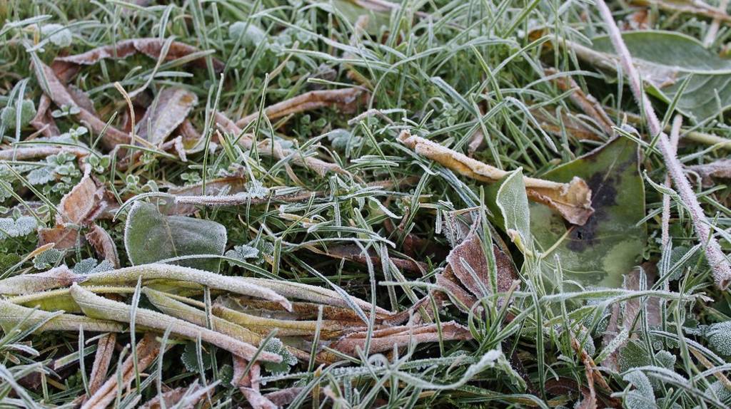 Заморозки до -4ºC в Брянской области не подтвердили