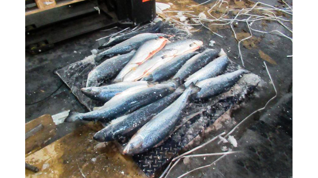 На Брянщину не пропустили 9,5 тонн опасного норвежского лосося
