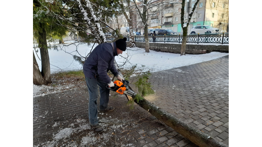 В Брянске из-за непогоды рухнули более 100 деревьев