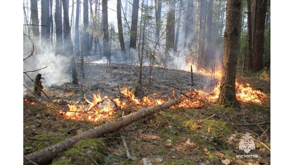 В Погарском районе потушили лесной пожар