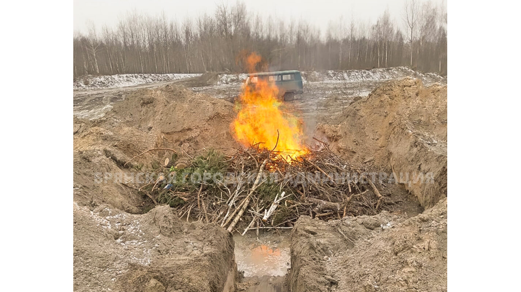 В Брянске с начала года кронировали более 700 деревьев