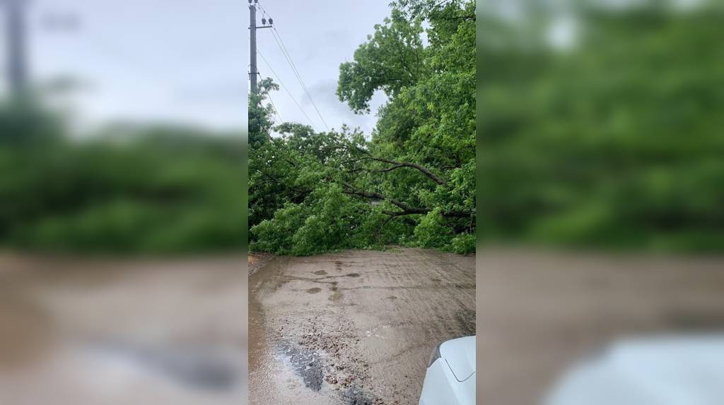 В Брянске на улице Антоновка перекрыло дорогу рухнувшее дерево
