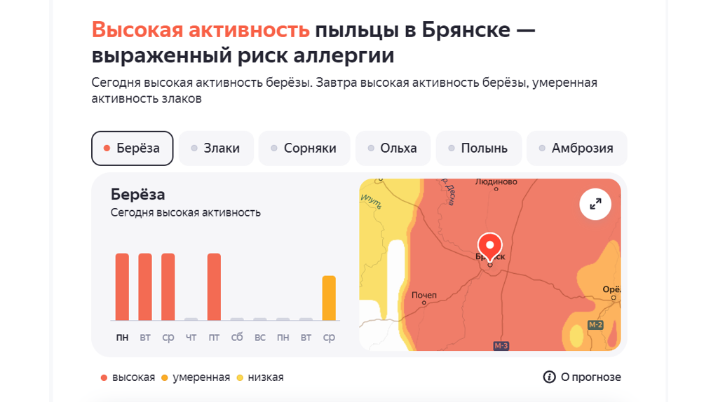 Берёза вновь атакует брянских аллергиков
