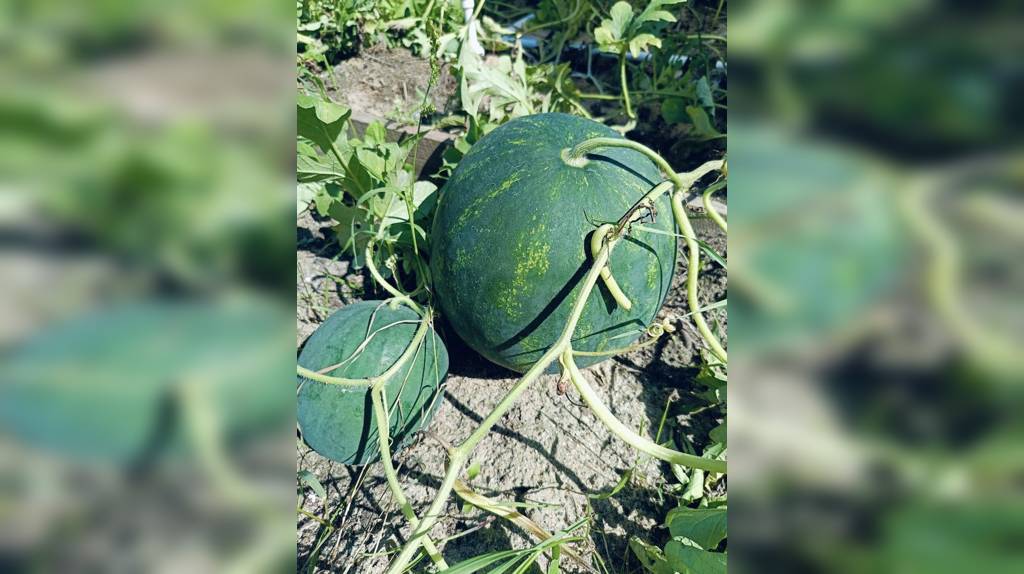 Во саду ли, в огороде: жительница Новозыбкова вырастила богатый урожай 