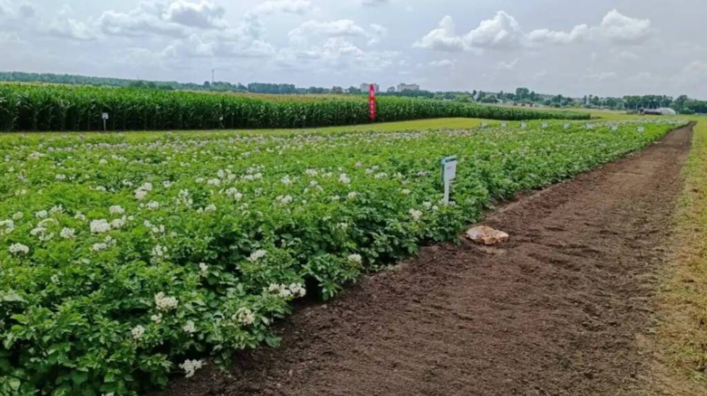 На выставке «День Брянского поля-2024» посетителям покажут 80 сортов картофеля