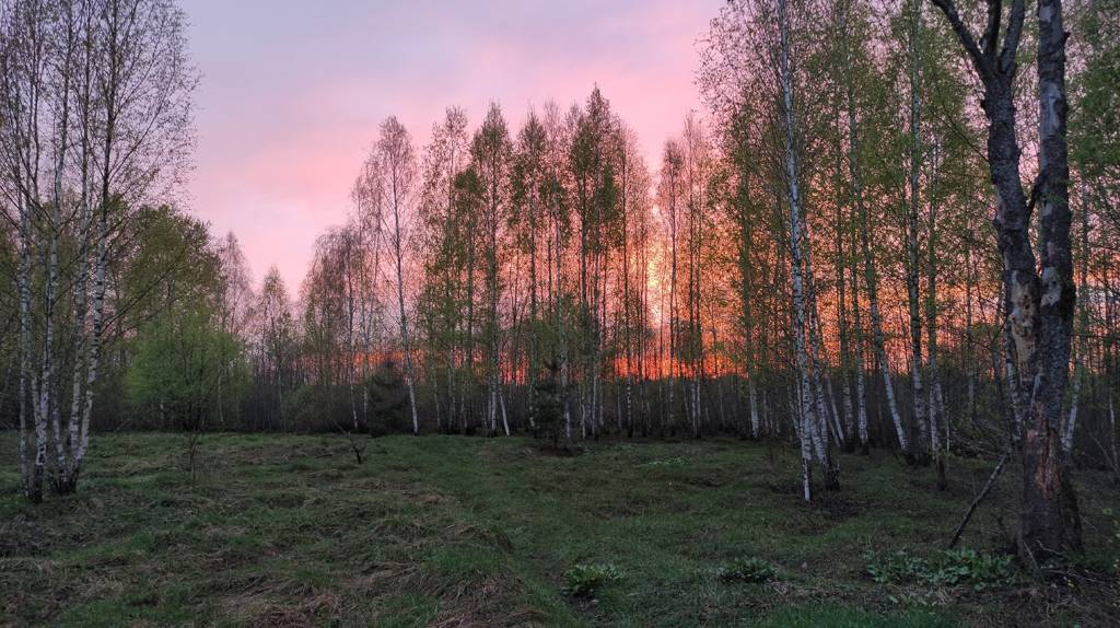Оказался в другом мире: блогер Артем Малашенко снял на фото красоты брянского леса
