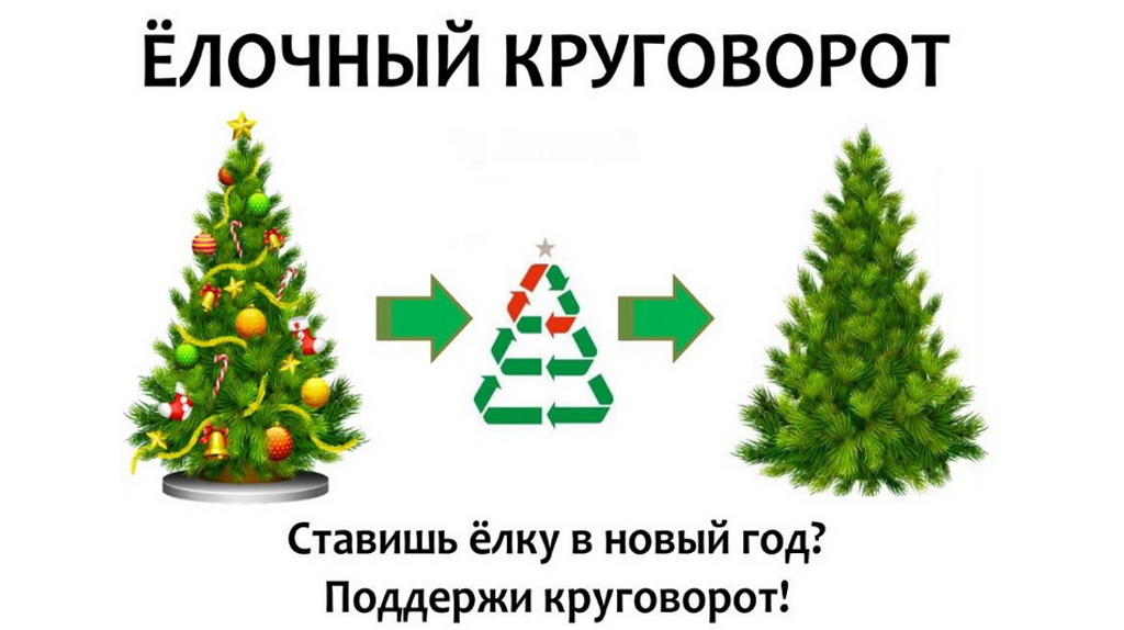 Брянцев призвали принять участие в ежегодной акции «Елочный круговорот»