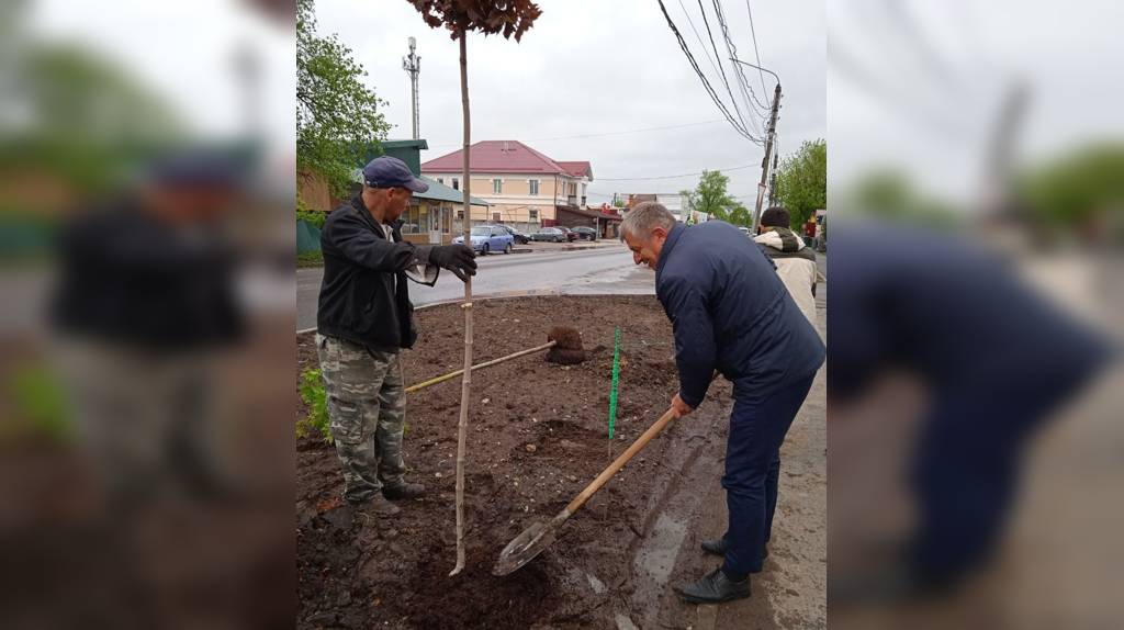 В Унече ко Дню Победы высадили 24 шаровидных клёна