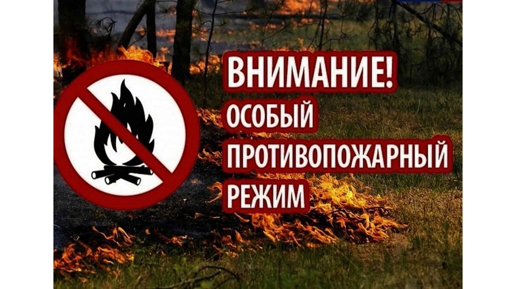 В лесах Брянской области с 1 июля введут особый противопожарный режим
