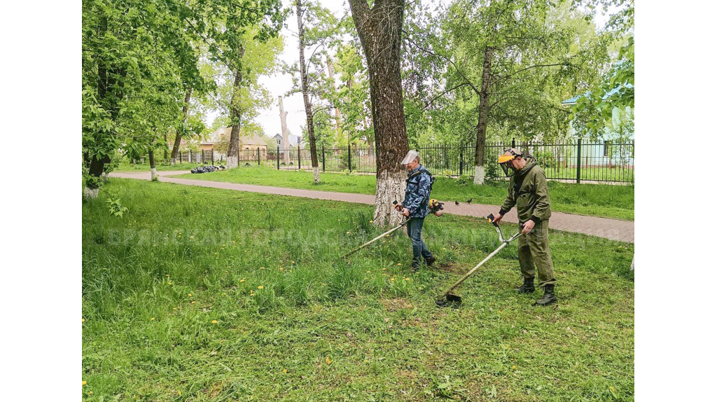 В Брянске начали ежедневно стричь траву