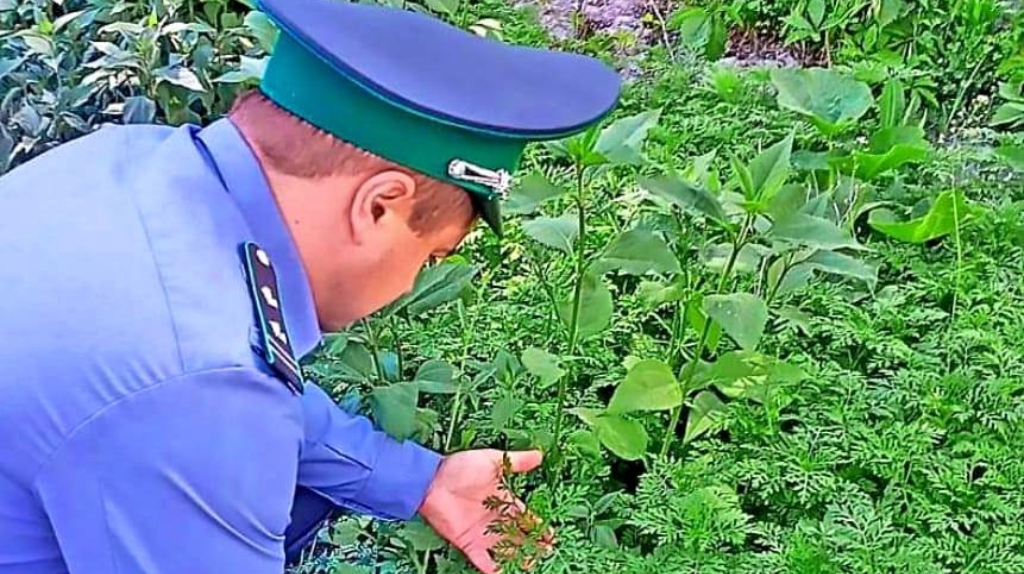 В Брянске нашли очаги сорняка амброзии полыннолистной
