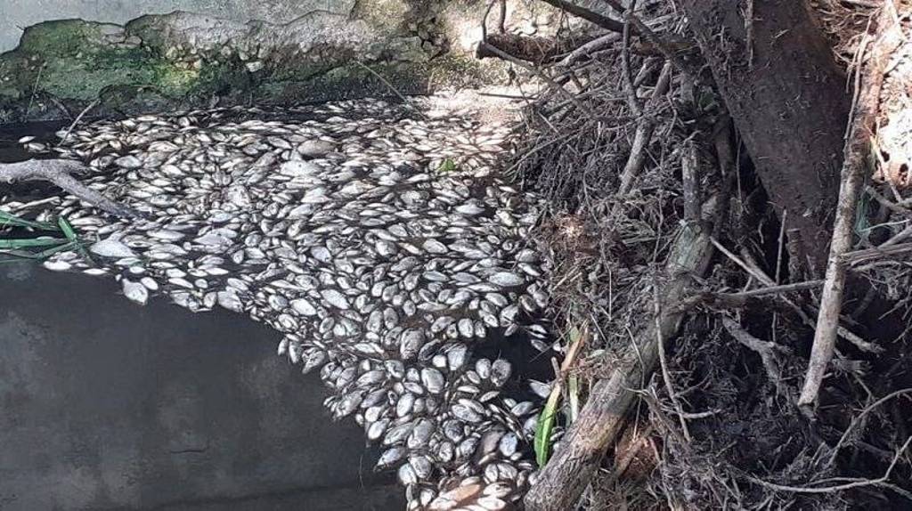 В Навлинском районе из-за рухнувшей плотины начался массовый мор рыбы в озере