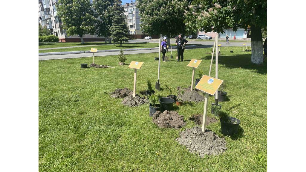 В Брянске высадили около 50 деревьев и кустарников вокруг Дворца культуры имени Кравцова