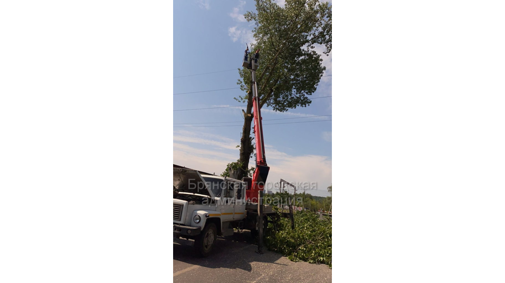 Аварийное дерево убрали на бульваре Щорса в Брянске