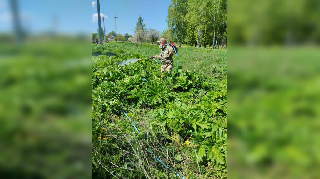 В Суземском районе приступили к борьбе с борщевиком