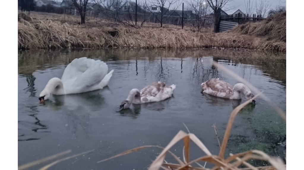 Благородные пернатые подопечные брянского фермера Сергея Мамеева устроили пиршество