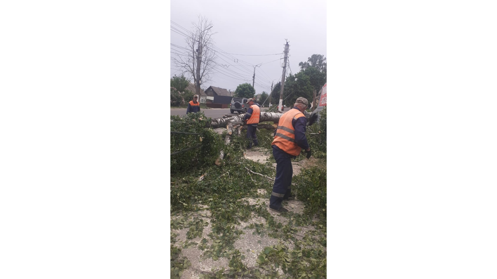 В Брянске из-за ураганного ветра рухнуло 21 дерево и разбито два автомобиля