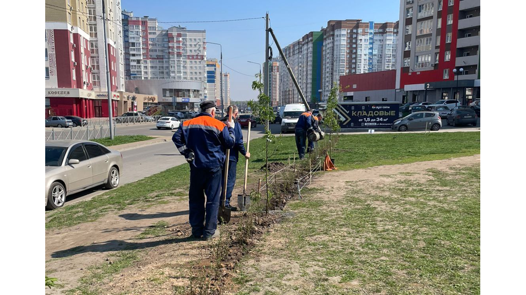 В Брянске на улице Горбатова высадили 300 кустов кизильника и 18 рябин