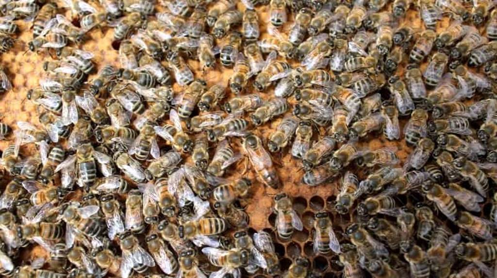 В Брянскую область не пустили белорусских пчёл