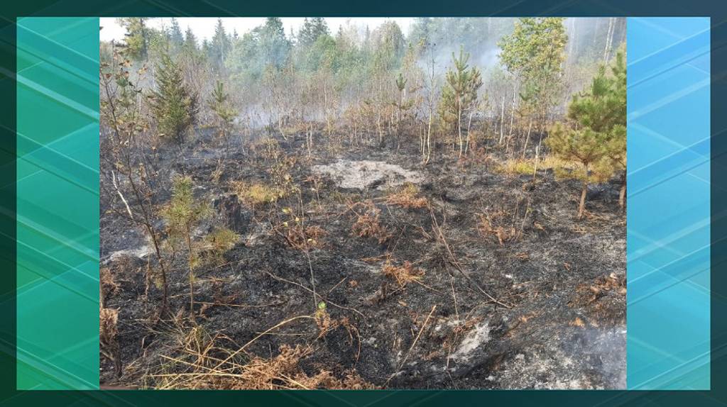 Устроившему лесной пожар брянцу вчинили иск на 600 тысяч рублей
