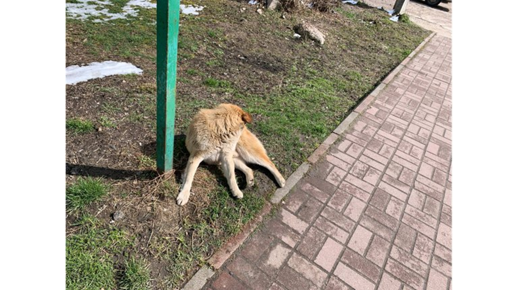 За нападение бродячих собак двум школьницам из Клинцов заплатят 30 тысяч рублей