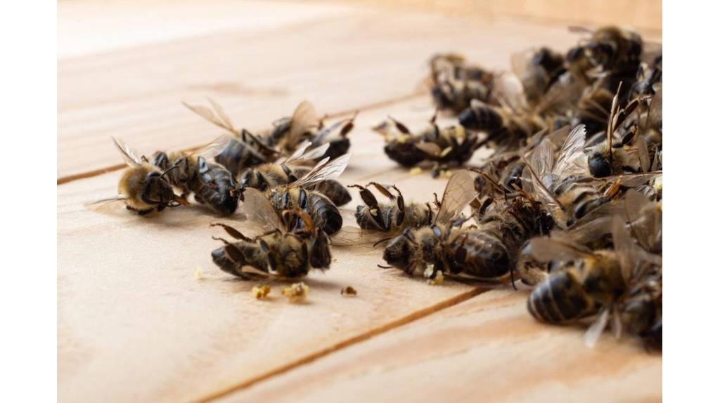 В Почепе владелец пасеки отсудил у сельхозпредприятия 294 тысячи рублей за гибель пчел