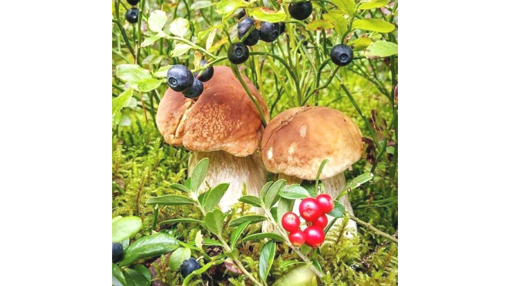 В новозыбковских грибах, ягодах и мясе дикого кабана превышено содержание Цезия-137
