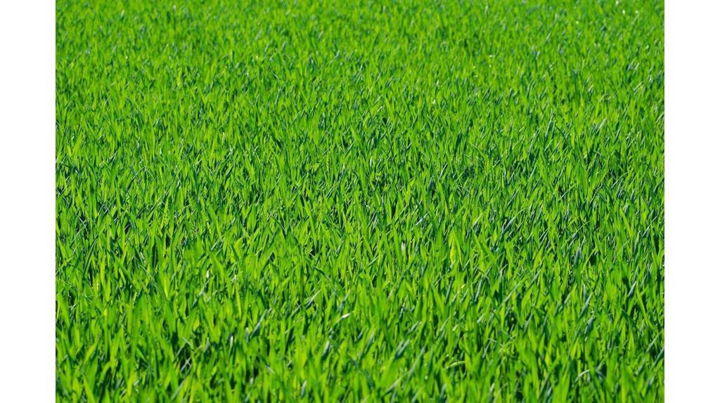Администрация Стародубского округа попросила арендаторов покосить траву в Десятухе