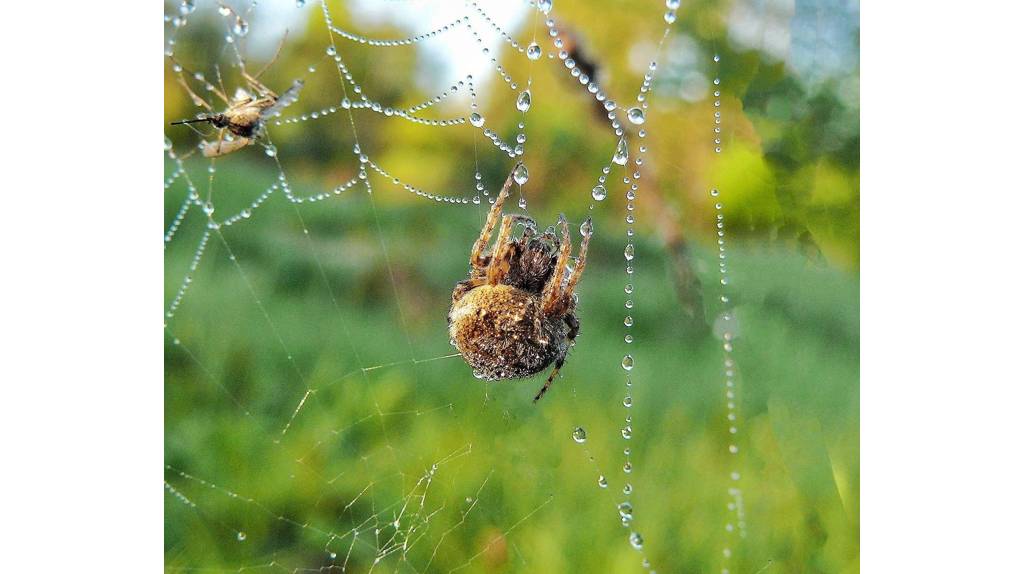 Молодой ученый задался целью описать всех обитающих на Брянщине пауков