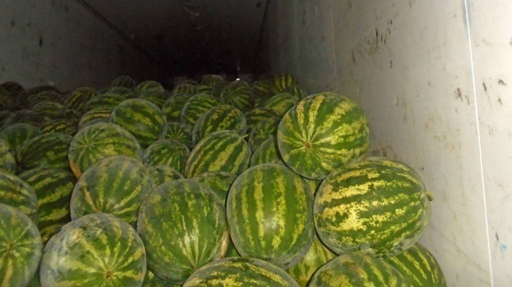 В Брянской области инспекторы Россельхознадзора запретили вывоз 45 тонн арбузов и лука