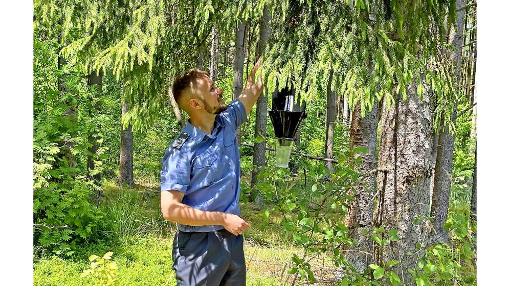 В Брянской области обследуют 500 тысяч гектаров лесов