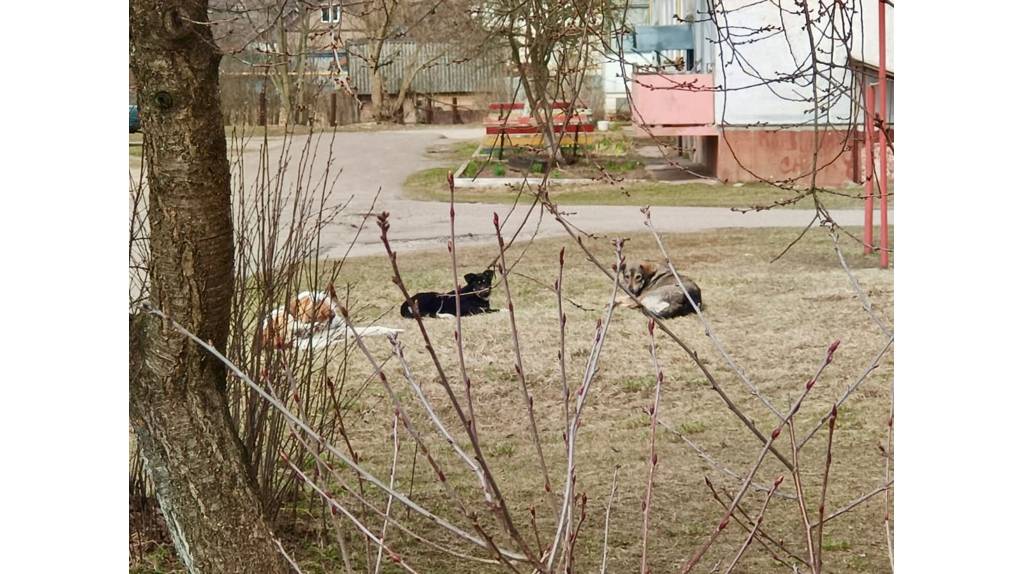 Клинцовская мэрия выплатит мальчику 30 тысяч рублей из-за укуса собаки
