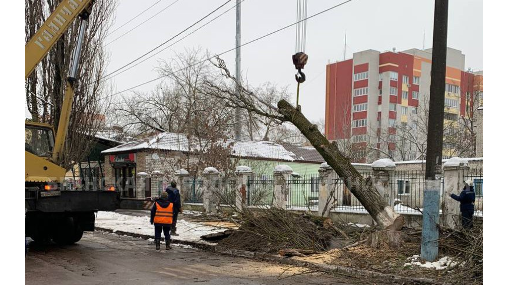 Сложная операция по спилу старого тополя прошла в Володарском районе Брянска